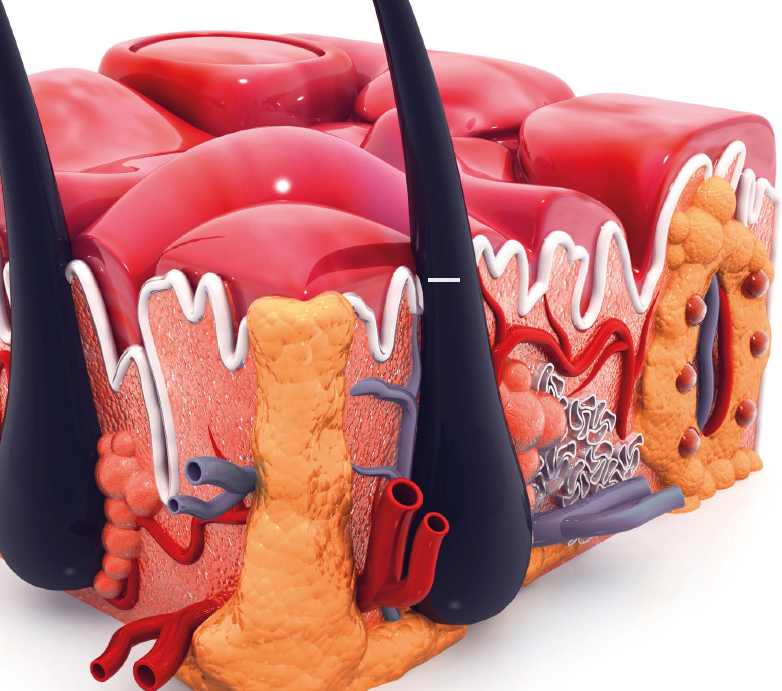 Hudens opbygning, grafik, Invacare, trykaflastning